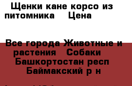 Щенки кане корсо из  питомника! › Цена ­ 65 000 - Все города Животные и растения » Собаки   . Башкортостан респ.,Баймакский р-н